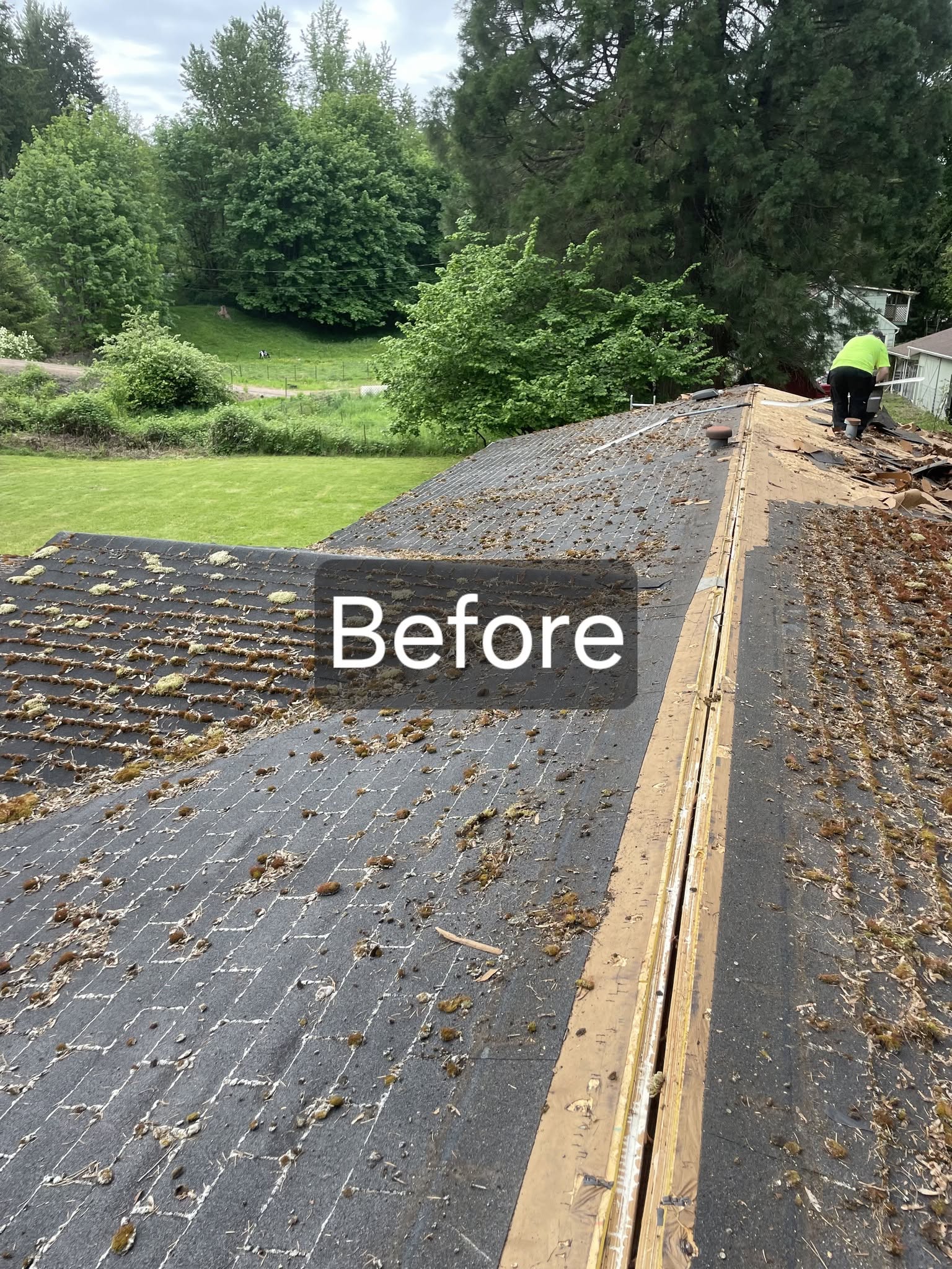 Crew tearing off mossy asphalt shingles and exposing the roof deck